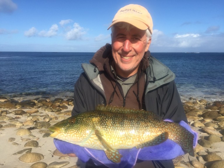Another fine St Martin's Island wrasse